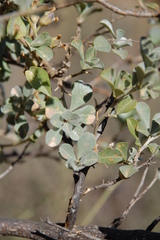 Psoralea flexuosa
