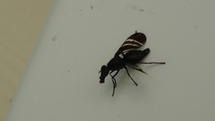 Tritoxa flexa