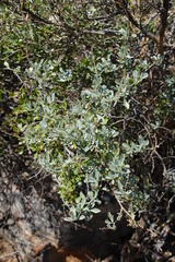 Psoralea flexuosa