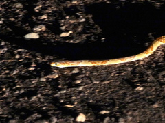 Trimorphodon paucimaculatus