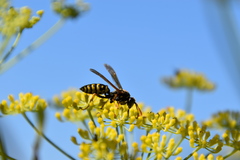 Polistes gallicus