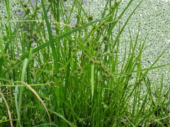 Cyperus blepharoleptos