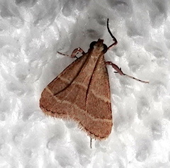 Arta epicoenalis