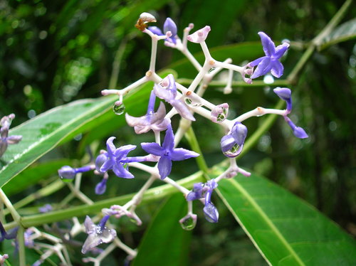 Faramea tamberlikiana subsp. sessifolia image