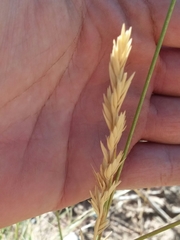 Elymus smithii