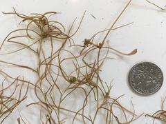 Potamogeton spirillus
