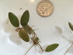 Potamogeton spirillus