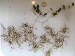 Potamogeton spirillus