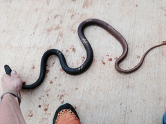 Masticophis flagellum flagellum