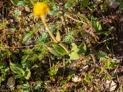 Arnica parryi