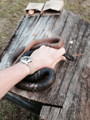 Masticophis flagellum flagellum
