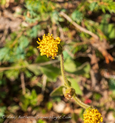 Arnica parryi