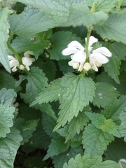 Lamium album