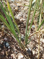 Elymus smithii