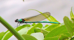 Calopteryx angustipennis