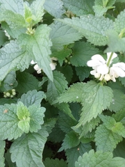 Lamium album