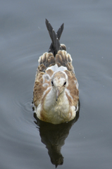 Chroicocephalus ridibundus