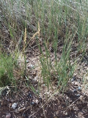 Elymus smithii
