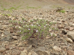 Nolana aplocaryoides