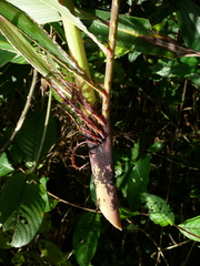 Eremospatha