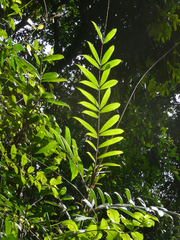 Eremospatha