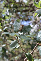 Quercus eduardii