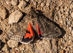 Catocala californica