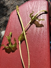 Potamogeton richardsonii
