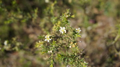 Euchaetis