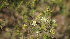 Euchaetis
