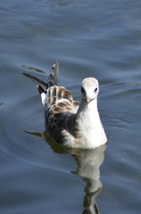 Chroicocephalus ridibundus