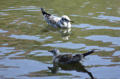 Chroicocephalus ridibundus