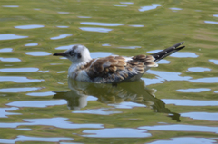 Chroicocephalus ridibundus