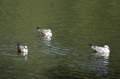 Chroicocephalus ridibundus