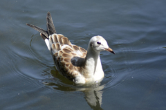 Chroicocephalus ridibundus