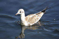 Chroicocephalus ridibundus