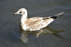 Chroicocephalus ridibundus