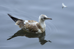 Chroicocephalus ridibundus