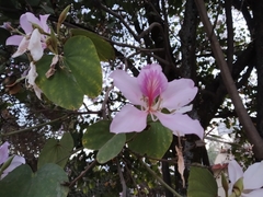 Bauhinia