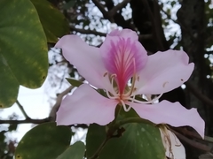 Bauhinia