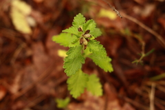 Teucrium chamaedrys