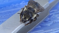 Megachile frigida