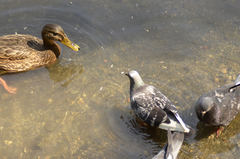 Columba livia domestica