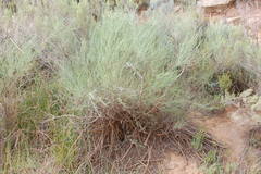 Psoralea verrucosa