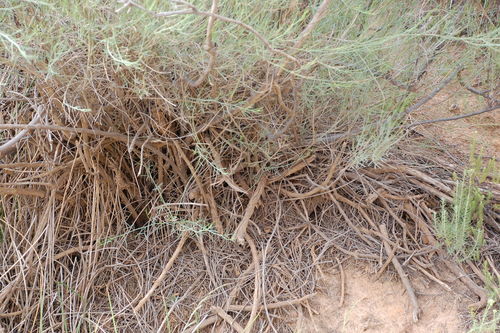 Image of Psoralea verrucosa by (c) Charles Stirton, some rights reserved (CC BY-SA)