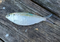 Opisthonema oglinum