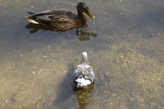 Columba livia domestica