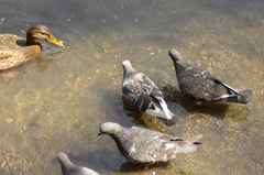 Columba livia domestica