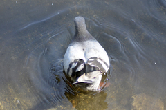 Columba livia domestica