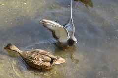 Columba livia domestica